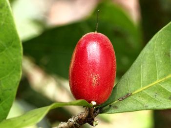 Close-up of strawberry on tree