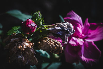 Close-up of dried flowers