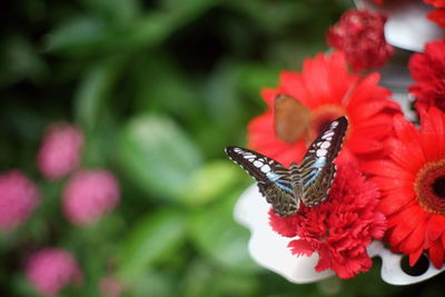 Close-up of butterfly pollinating on red flower