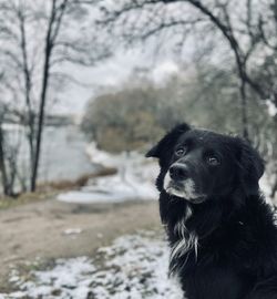 Dog looking away in winter