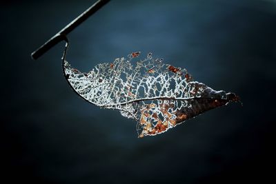 Close-up of dried autumn leaves