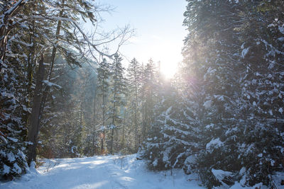 Trees on snow covered landscape