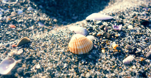 Close-up of snail on beach