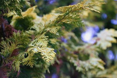 Close-up of pine tree