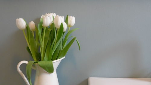 Tulips in vase against wall