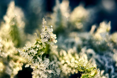 Close-up of frozen plant during winter