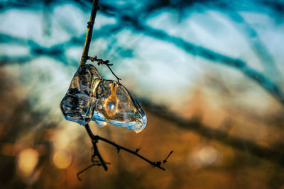 Icicles colored by sunlight