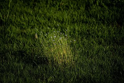 Full frame shot of grass on field