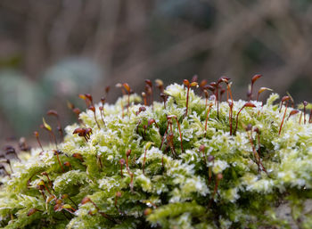 Close-up of plant growing on field