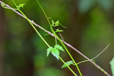 Close-up of spider web on plant