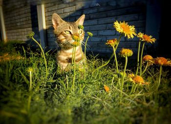 Cat lying on grassy field