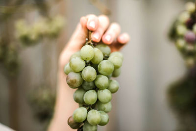 Close-up of woman holding grapes