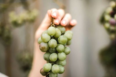 Close-up of grapes