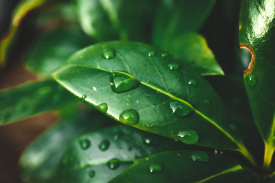 Close-up of wet plant leaves during rainy season