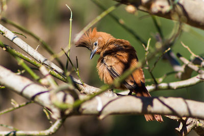 Bird perching on branch