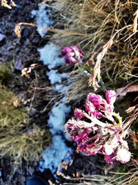 Close-up of pink flower on tree