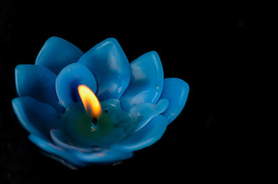 Close-up of blue flower against black background
