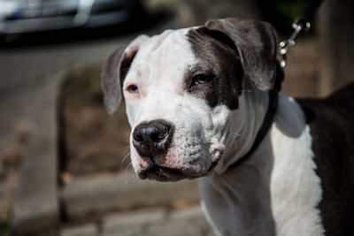 Close-up portrait of dog