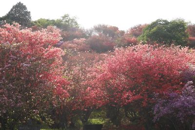 Pink flowering trees against clear sky