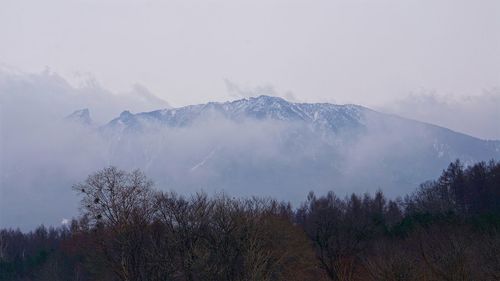 Trees in forest during winter