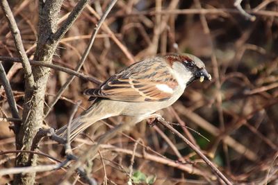 Close-up of a bird perching in a bush