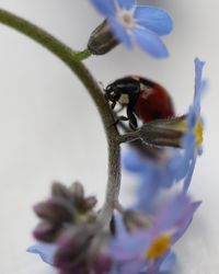 Close-up of insect on purple flower