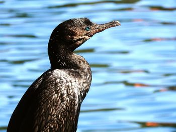 Close-up of cormorant against lake