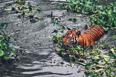 High angle view of tiger walking in lake