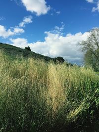 Scenic view of field against cloudy sky