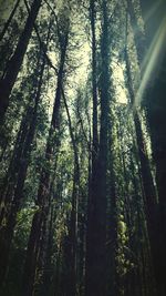 View of trees in forest