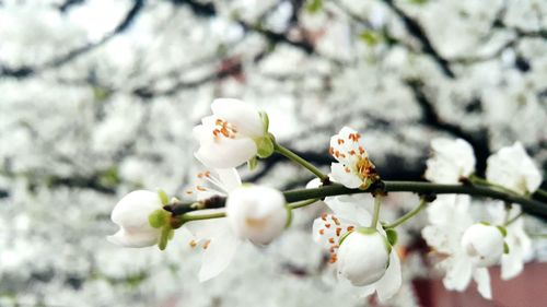 Close-up of white flowers blooming on tree