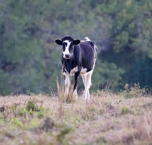 Cow standing on field
