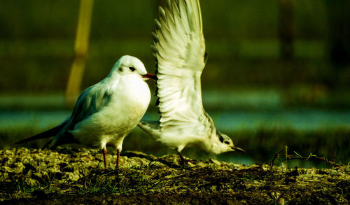 Close-up of bird perching on grass