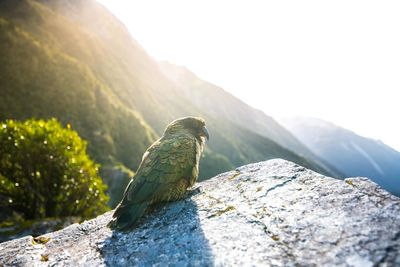 View of bird perching on rock