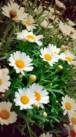 Close-up of white daisy blooming outdoors