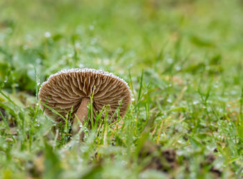 Close-up of mushroom growing on field