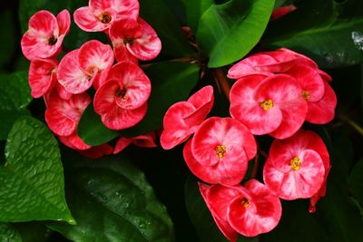 Close-up of red flowering plants