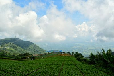 Scenic view of agricultural field against sky