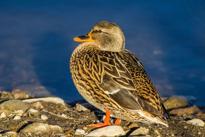 Close-up of a bird