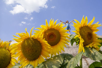 Close-up of sunflowers on sunflower against sky