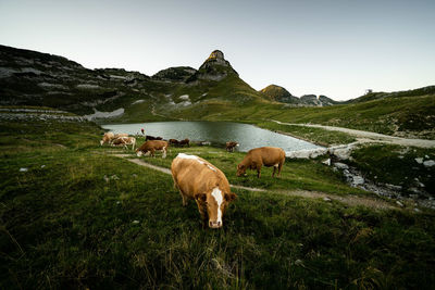 Cows grazing in a field