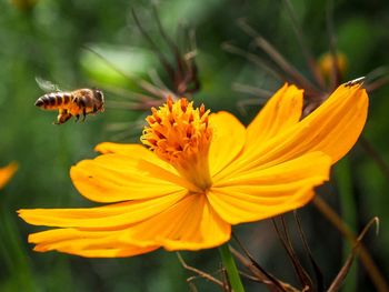 Close-up of bee pollinating on yellow flower