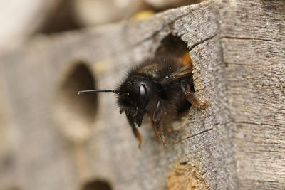 Natural close-up on a female european mason orchard solitary bee, osmia cornuta, 