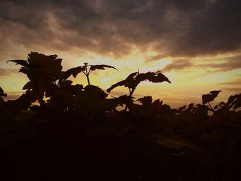 Silhouette of plants against cloudy sky