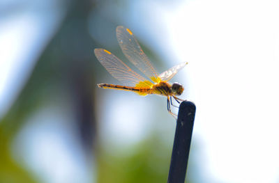 Close-up of insect