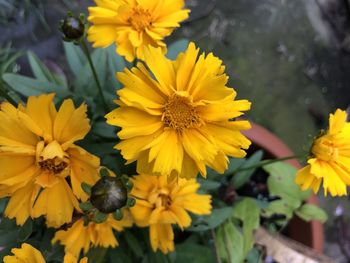 Close-up of yellow flowering plants