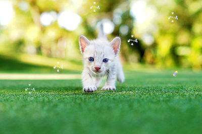 Portrait of kitten playing with bubbles on grass