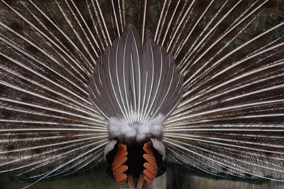 Rear view of peacock with fanned out feathers