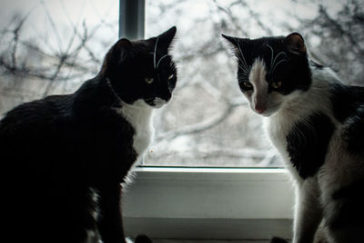 Close-up of cats sitting on window sill