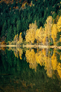 Scenic view of lake in forest during autumn